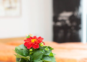 StudioBalkon Detail 600x429